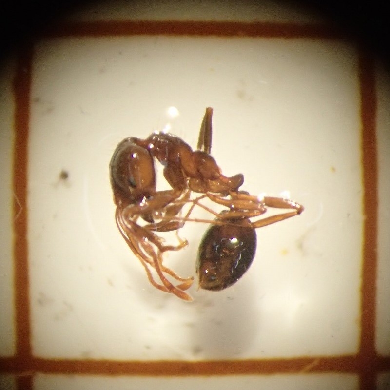 今回確認されたヒアリ