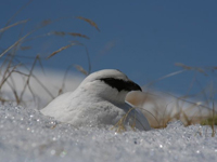 雪の中で身を休めるライチョウ