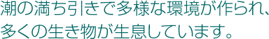 潮の満ち引きで多様な環境が作られ、多くの生き物が生息しています。