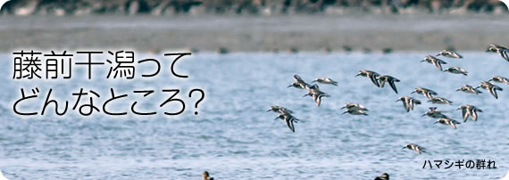 藤前干潟ってどんなところ?