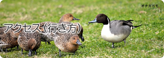 アクセス（行き方）