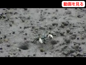 チゴガニのダンス♪