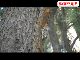 エサを探すキツツキ