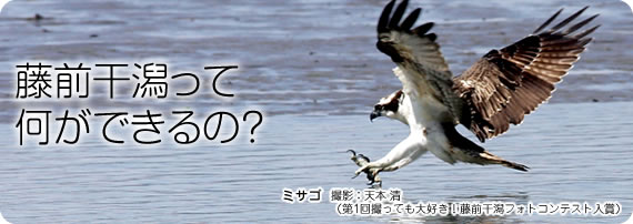 藤前干潟って何ができるの？