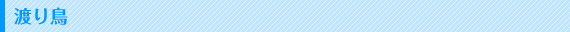 渡り鳥