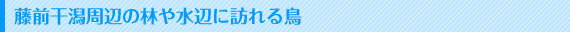 藤前干潟周辺の林や水辺に訪れる鳥