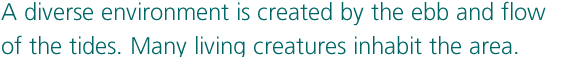 A diverse environment is created by the ebb and flow of the tides. Many living creatures inhabit the area.