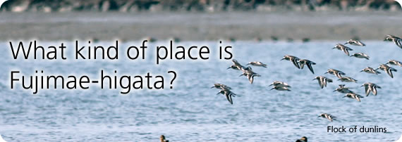 What kind of place is Fujimae-higata?