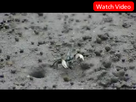 Dance of ilyoplax pusilla