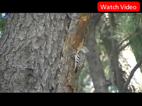 Woodpecker looking for a meal