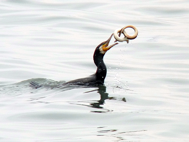 Photograph: Masaaki Morita (Award winner of the 1st Fujimae-higata Photography Contest)