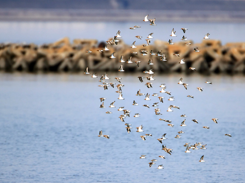 Photograph: Kazuko Yada (Award winner of the 1st Fujimae-higata Photography Contest)