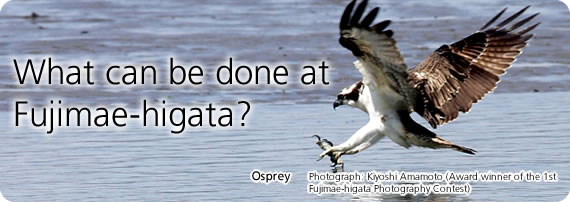 What can be done at Fujimae-higata?