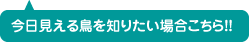 今日見える鳥を知りたい場合こちら！！