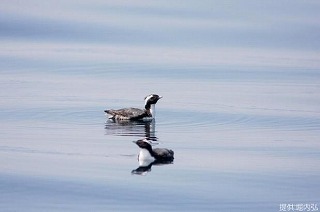 写真:なぎの海面で休むカンムリウミスズメ