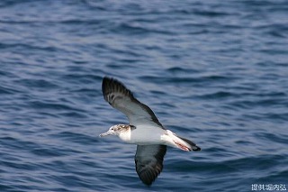 写真:海上を優雅に舞うオオミズナギドリ
