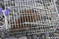 写真：かご罠で捕らえたドブネズミ
