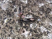 写真：何者かに捕食されたカンムリウミスズメの死骸